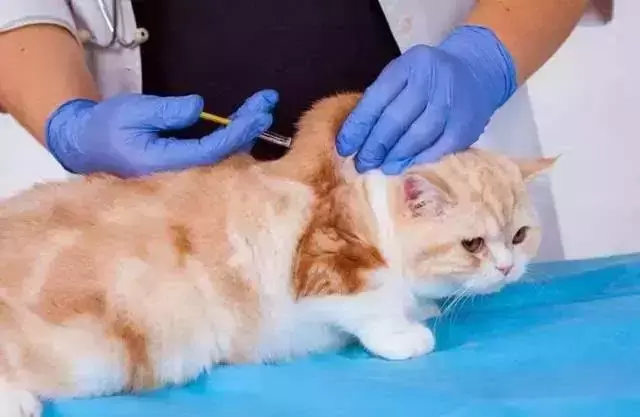 猫咪该如何托运?猫咪可以快递吗?如何办理火车托运? 猫咪该如何托运?猫咪可以快递吗?如何办理火车托运?