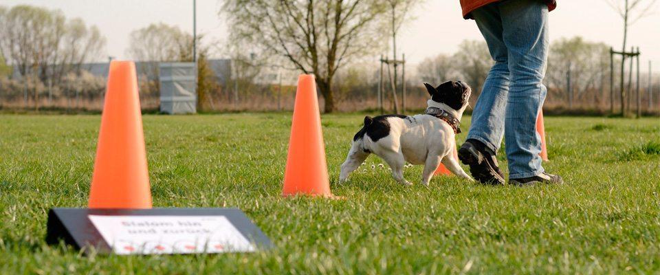 主人和狗狗培养关系和默契最好是一起运动？有哪些运动适合主人和狗狗一起进行的？