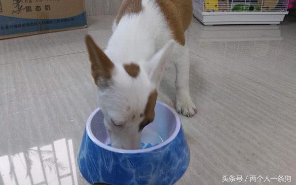 换粮期狗总腹泻是因为身体差?换狗粮时需要注意些什么? 换粮期狗总腹泻是因为身体差?换狗粮时需要注意些什么?