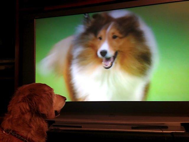 狗狗能看得到电视的画面吗？会不会识别呢？