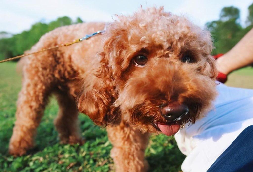 如何让泰迪犬的毛发更加靓丽？喂还有软磷脂的东西