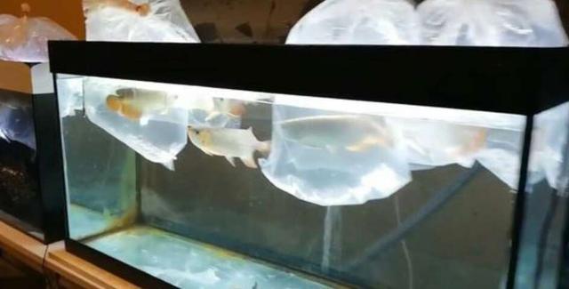 什么观赏鱼最容易饲养?它们是否存在着饲养难度不一样这个问题 什么观赏鱼最容易饲养?它们是否存在着饲养难度不一样这个问题