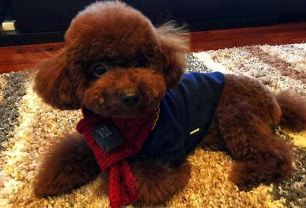 为什么泰迪犬吃得比以前少？很可能是这6个原因导致的
