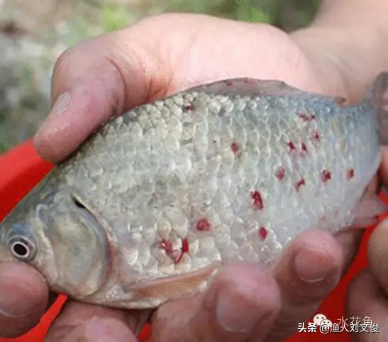 鱼身鳞片上有血点或血斑是为什么？那可能得了常见鱼类寄生虫病—锚头鳋病