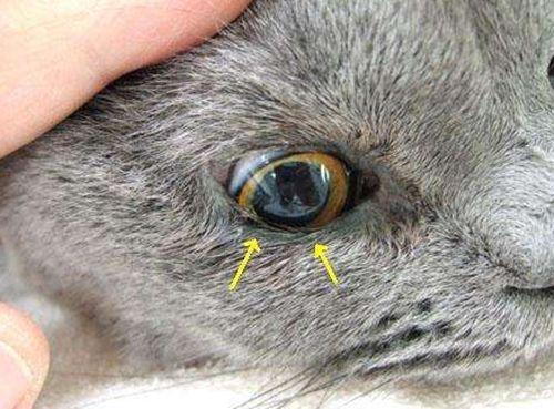 猫咪的眼屎怎样才能消除？（猫咪的眼屎怎么弄掉）