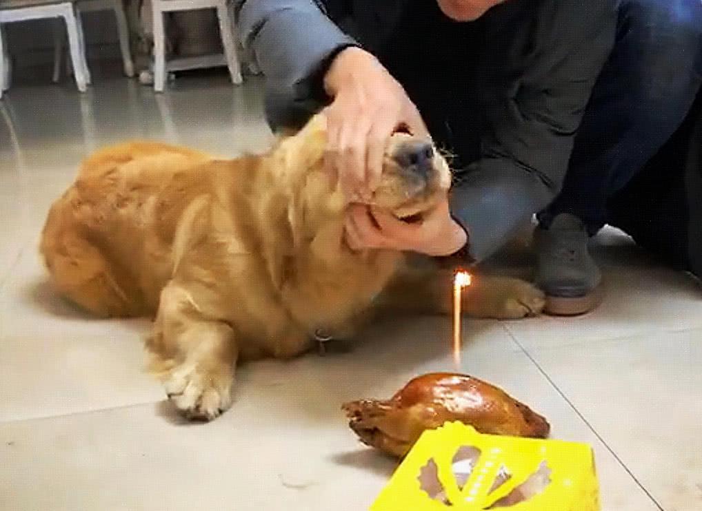 主人给狗狗过生日是好事，蜡烛对狗狗有害吗？