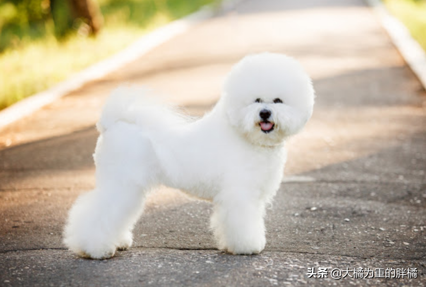 比熊犬必须驱虫,否则会出现6个恶果不能拖 比熊犬必须驱虫,否则会出现6个恶果不能拖