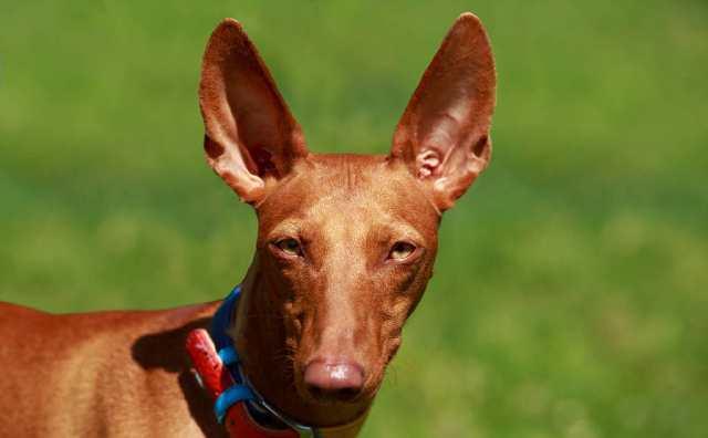 法老王猎犬资料简介：这狗狗瘦小但跑得快，毛发较短难以抵御冬天