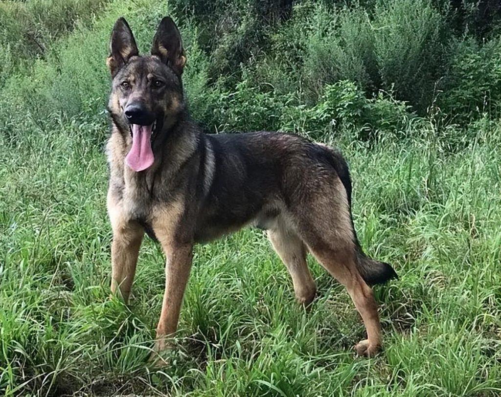 为何昆明犬越来越受欢迎?回头率很高,高颜值的狗谁会拒绝? – 宠物生
