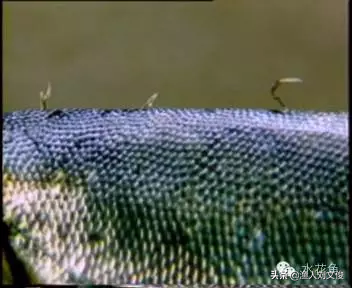 鱼身鳞片上有血点或血斑是为什么?那可能得了常见鱼类寄生虫病—锚头鳋病 鱼身鳞片上有血点或血斑是为什么?那可能得了常见鱼类寄生虫病—锚头鳋病