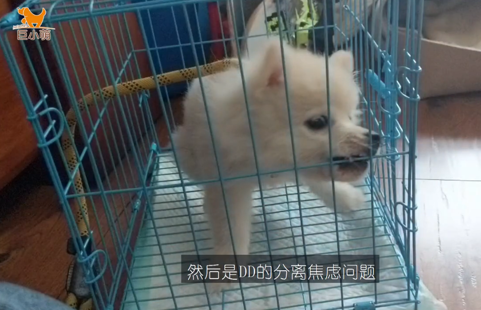 3个月博美犬爱咬人一身坏习惯?训犬师了解后发现没那么严重 3个月博美犬爱咬人一身坏习惯?训犬师了解后发现没那么严重