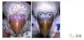 虎皮鹦鹉怎么分公母？分享虎皮鹦鹉分辨公母最准确的方法
