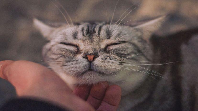 猫为什么会发出呼噜声是因为幸福吗？你知道在表达什么吗？