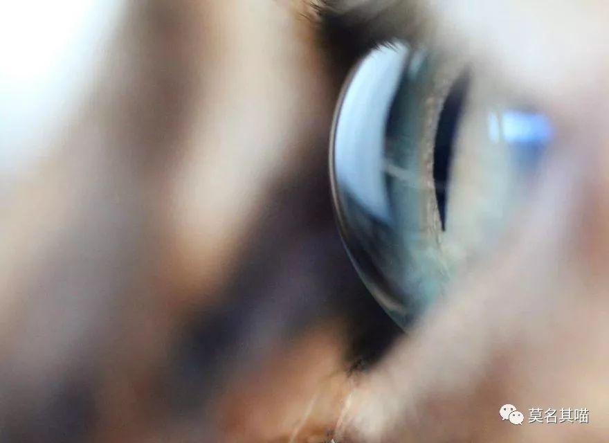 猫咪的眼睛到底有多少种颜色呢？你最喜欢什么颜色的猫眼？