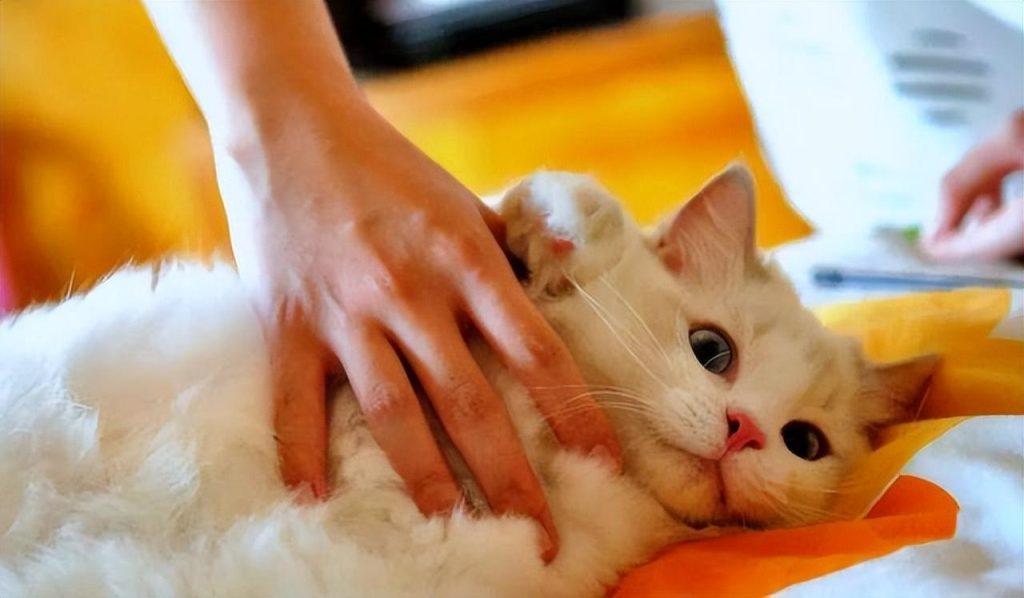 你还不会给猫咪剪指甲吗？教你如何快速给猫咪修指甲！