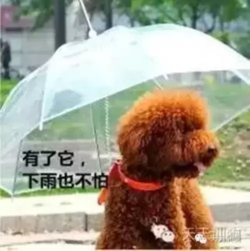 潮湿梅雨季节究竟带不带狗狗出去遛弯？分享雨季带狗狗出门9个小窍门