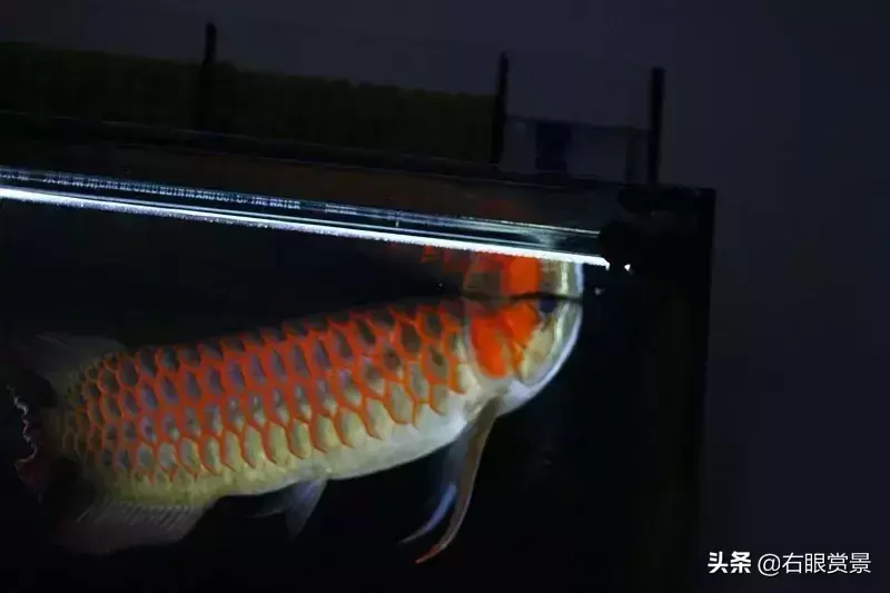 怎么让红龙快速发色?让红龙快速发色的6大因素 怎么让红龙快速发色?让红龙快速发色的6大因素