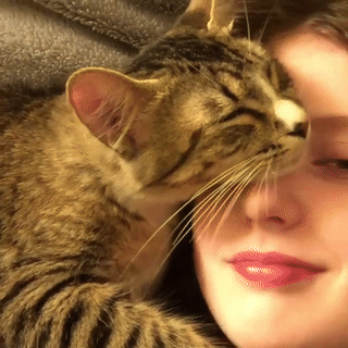 一只猫喜欢睡在你身上是想表达什么？其实隐藏了这6种含义