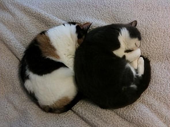 猫咪睡姿不同有什么含义？浅浅分析猫咪这8种睡姿的秘密
