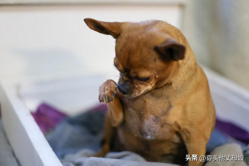 狗的皮肤为什么变黑?来看看你家的狗是属于哪种情况? 狗的皮肤为什么变黑?来看看你家的狗是属于哪种情况?