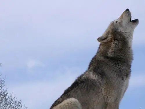 狼为什么喜欢对着月亮嚎叫？对日不行吗