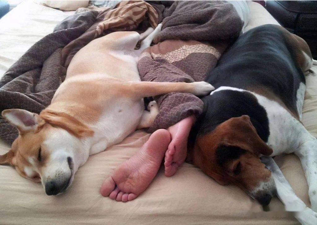 狗狗为什么那么喜欢上床睡觉？如果不想让狗狗上床可以怎么做？