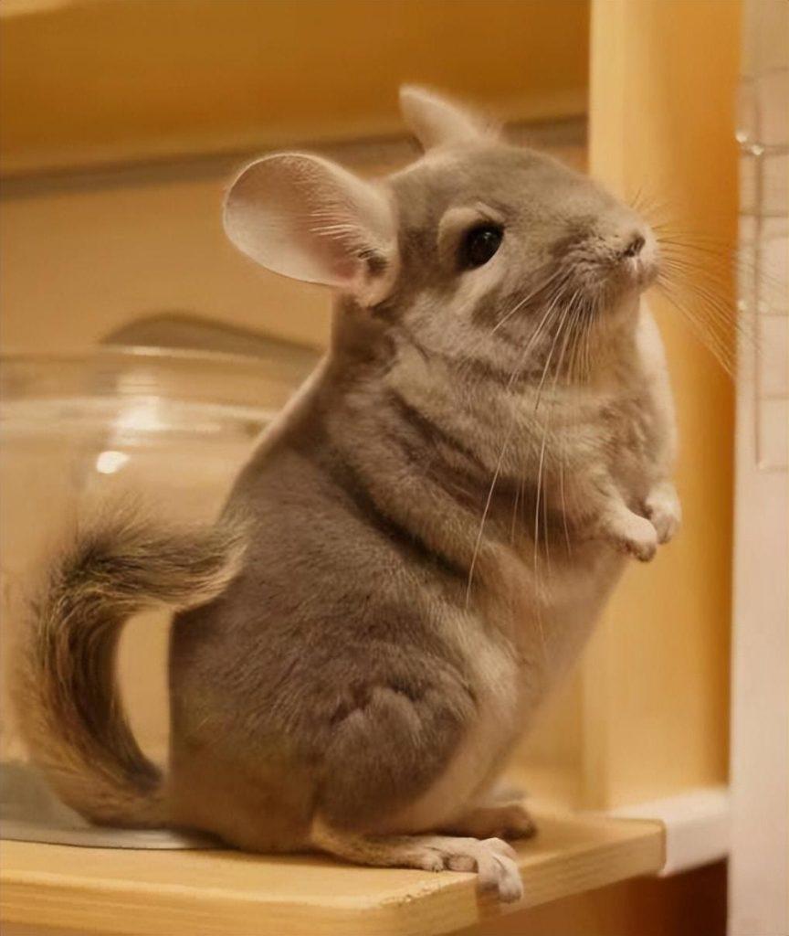 想要饲养龙猫的话需要准备些什么？龙猫的饲养注意事项