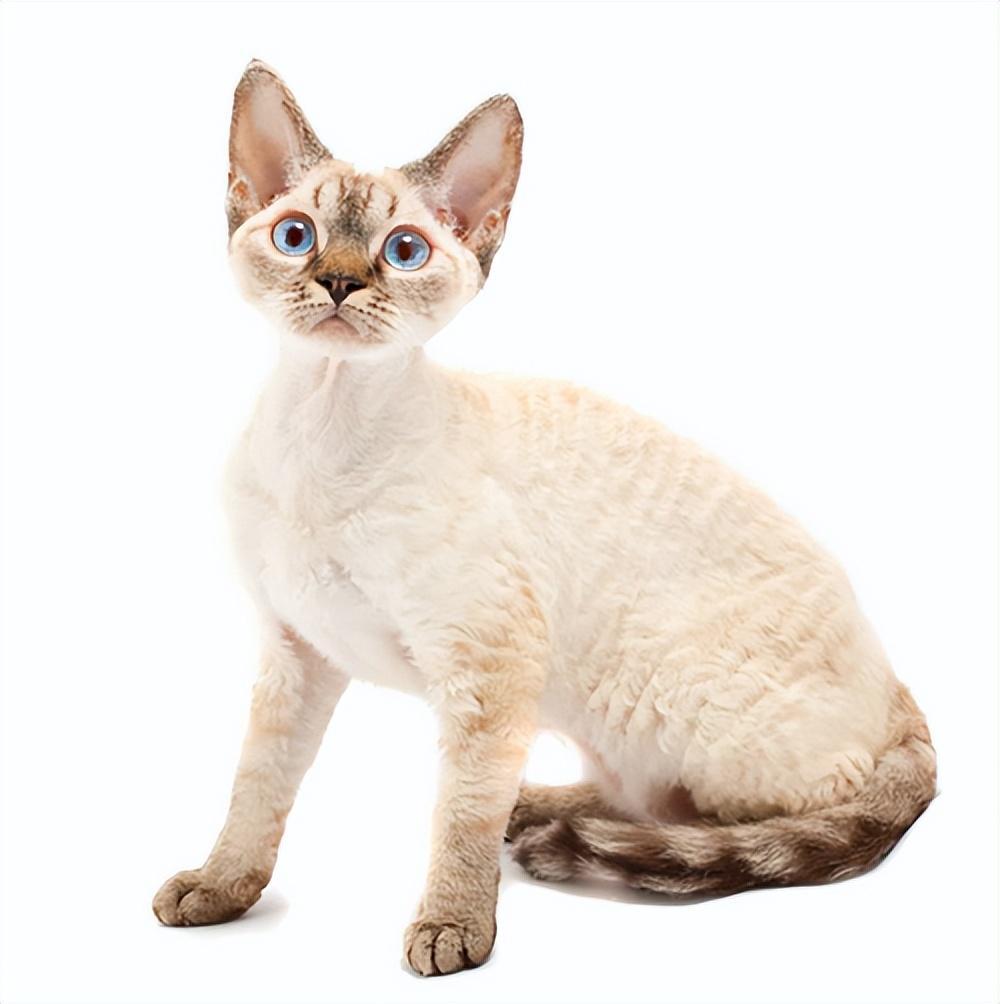 盘点世界上60种可爱的猫咪,各种各样的,有你喜欢的吗? 盘点世界上60种可爱的猫咪,各种各样的,有你喜欢的吗?