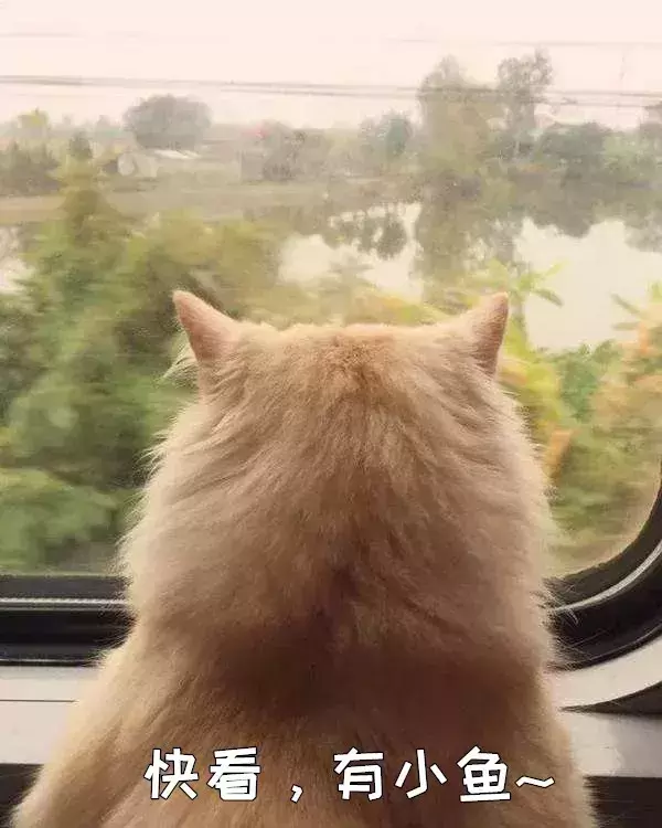 猫咪该如何托运？猫咪可以快递吗？如何办理火车托运？