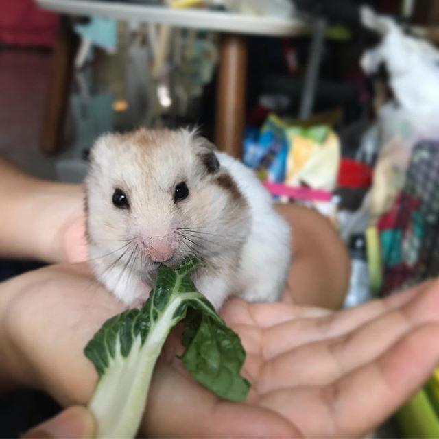 仓鼠是笼养的吗?为了鼠鼠的健康放风很重要 仓鼠是笼养的吗?为了鼠鼠的健康放风很重要