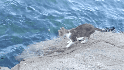 在大家的印象里猫都是喜欢吃鱼的吧?这些年都误会它了 在大家的印象里猫都是喜欢吃鱼的吧?这些年都误会它了