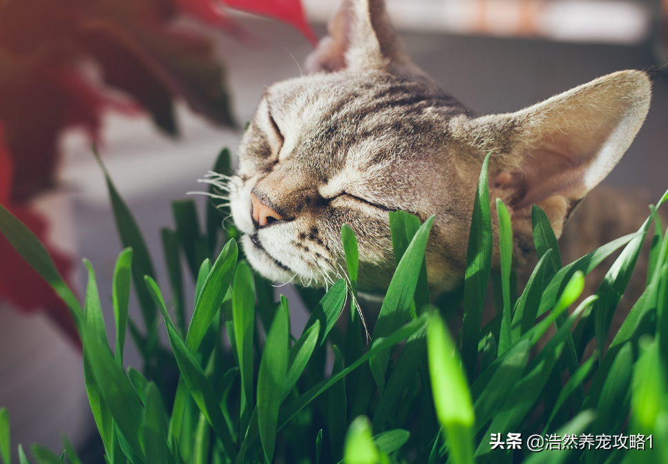 不要给猫咪吃去毛膏了，但如何种植猫草？教你自己种植猫草
