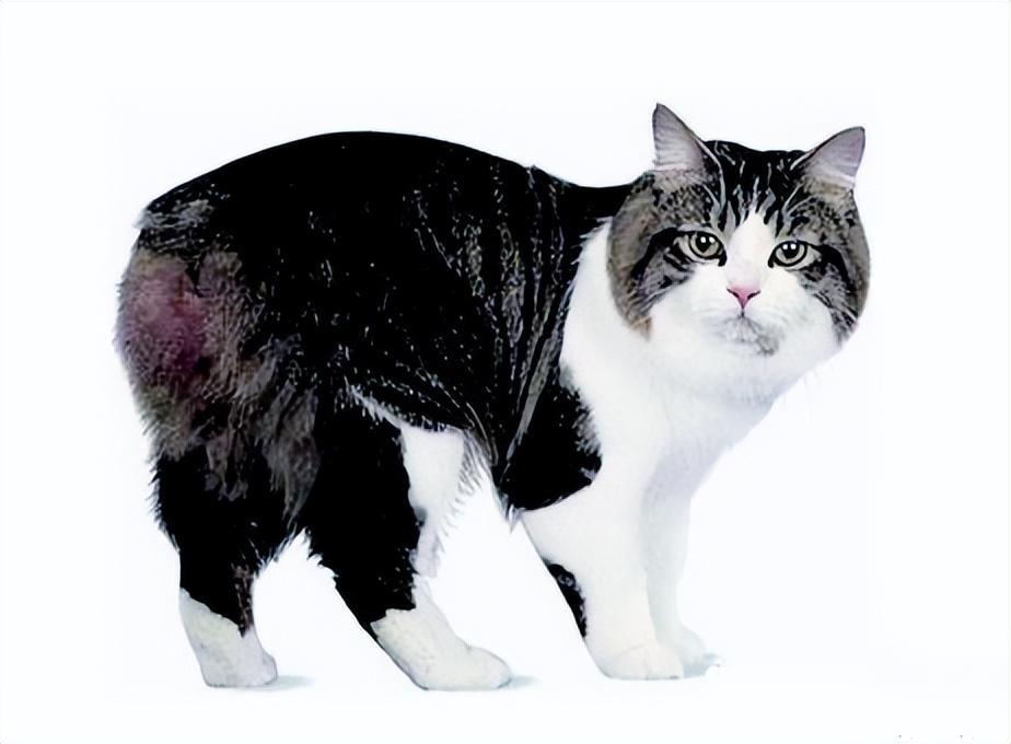 盘点世界上60种可爱的猫咪,各种各样的,有你喜欢的吗? 盘点世界上60种可爱的猫咪,各种各样的,有你喜欢的吗?