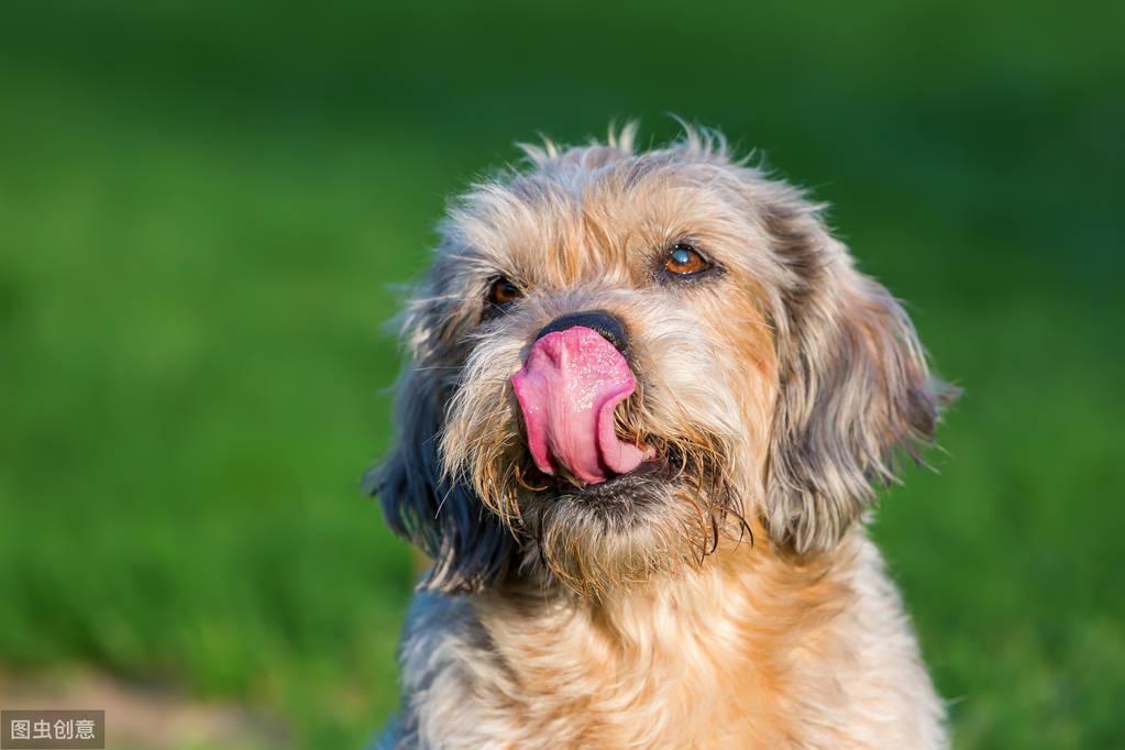 舔鼻子不仅是一个习惯性动作，究竟为什么狗狗要这样做呢？