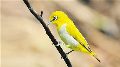 鸟类大全之白眼圈绣眼的笼养方法 鸟类大全之白眼圈绣眼的笼养方法