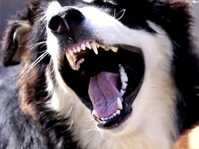 狗狗掉牙有什么原因？有五点原因，铲屎官需采取定时清洁口腔等措施