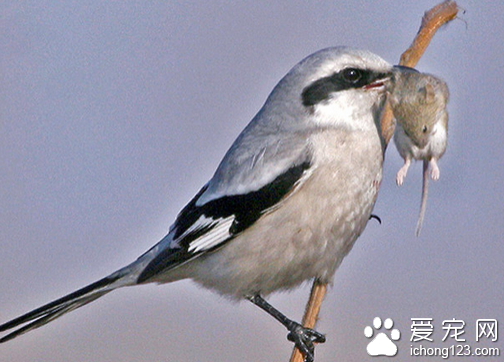 伯劳鸟吃什么食物？介绍伯劳鸟的日常饮食：以昆虫和害虫为主