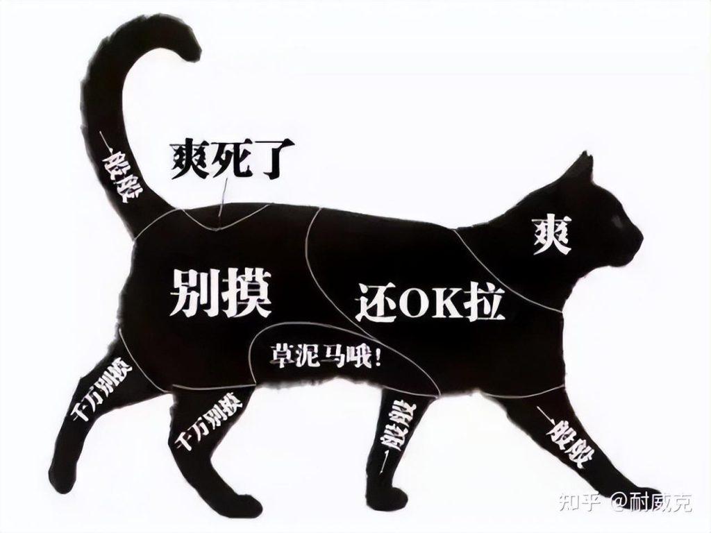 猫咪为什么会发出咕噜咕噜的声音？是不是猫咪生病了？