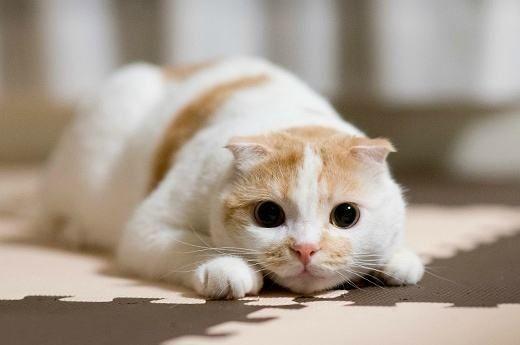 所有的折耳猫都会有遗传病吗?如何避免折耳猫的遗传病? 所有的折耳猫都会有遗传病吗?如何避免折耳猫的遗传病?
