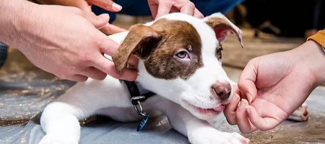 把狗狗带回家之前幼犬难照顾会捣乱,这些细节主人都要注意 把狗狗带回家之前幼犬难照顾会捣乱,这些细节主人都要注意