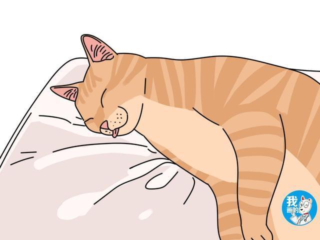 猫咪总是吐舌头有卖萌之嫌疑?有的情况下它只是傻 猫咪总是吐舌头有卖萌之嫌疑?有的情况下它只是傻