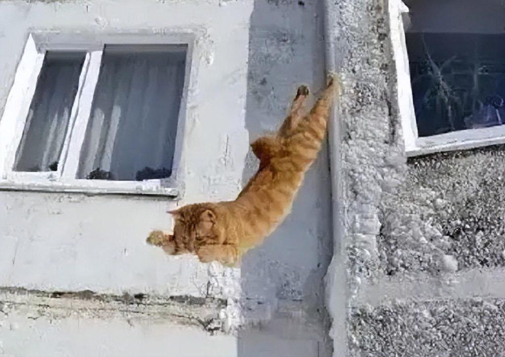 猫咪为什么最容易出现坠楼事件？分析猫咪容易坠楼的原因