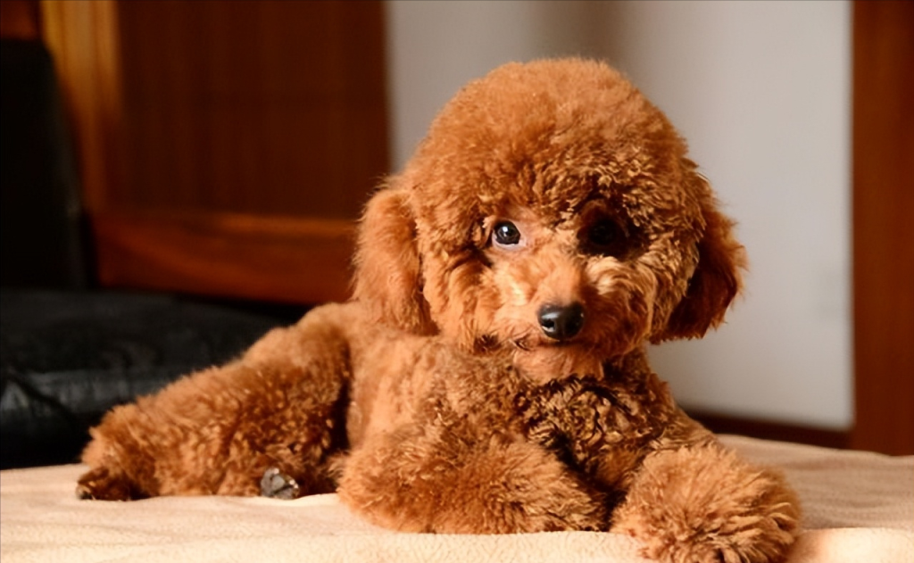 知道贵宾犬呕吐的8个常见原因,怎么处理?呕吐这事可大可小,宠主不能忽视 知道贵宾犬呕吐的8个常见原因,怎么处理?呕吐这事可大可小,宠主不能忽视