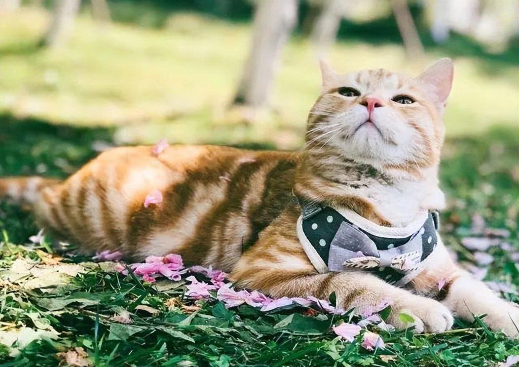 猫咪离家出走的原因,很大原因是主人伤害了它 猫咪离家出走的原因,很大原因是主人伤害了它