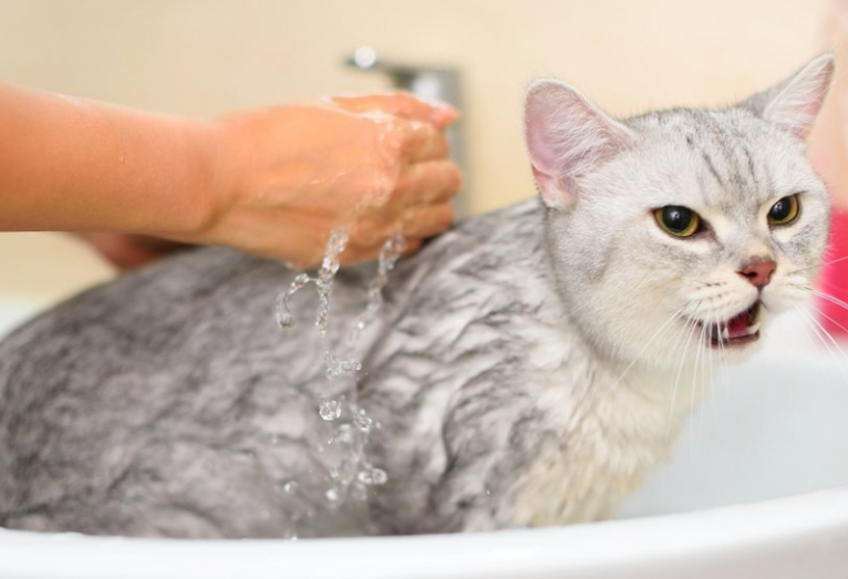 为什么有些猫咪会特别怕人?导致猫咪怕人的5种原因找到了 为什么有些猫咪会特别怕人?导致猫咪怕人的5种原因找到了