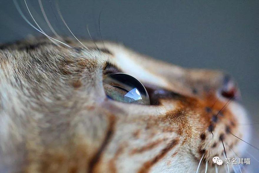 猫咪的眼睛到底有多少种颜色呢？你最喜欢什么颜色的猫眼？
