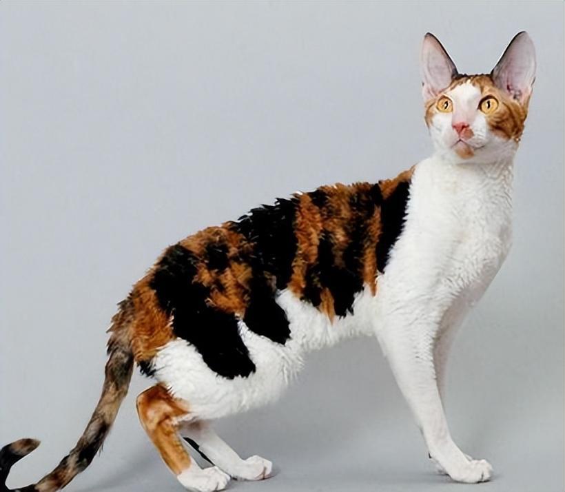 盘点世界上60种可爱的猫咪,各种各样的,有你喜欢的吗? 盘点世界上60种可爱的猫咪,各种各样的,有你喜欢的吗?