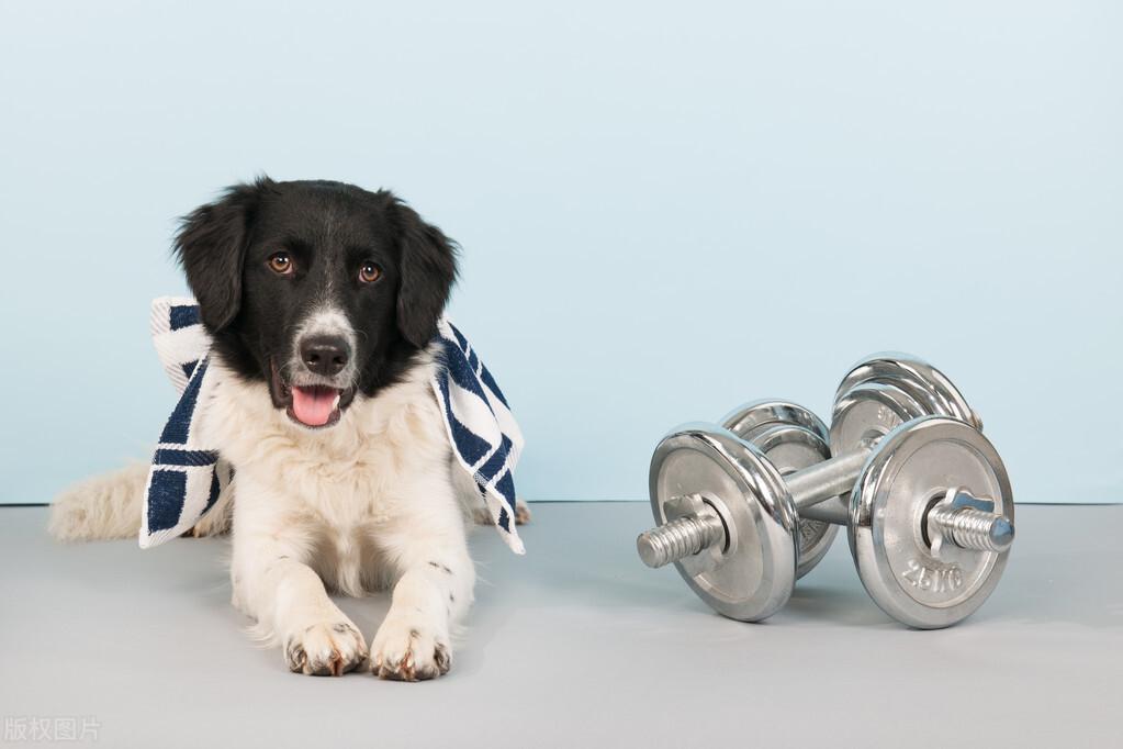 如何让狗练出肌肉？狗该怎么练呢？让你的狗狗成为一只肌肉犬！