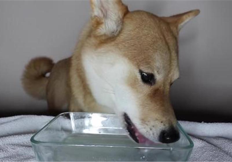 新到家的狗狗,吃狗粮以外的东西会产生应激反应?适当喂食奶粉、酸奶可减轻应激反应 新到家的狗狗,吃狗粮以外的东西会产生应激反应?适当喂食奶粉、酸奶可减轻应激反应