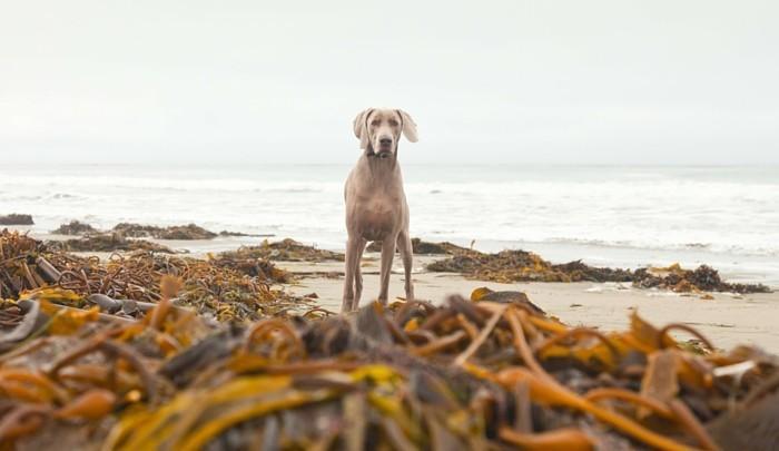海草和海藻对狗狗有益吗？应该让狗狗们吃这些吗？海带、海藻有什么区别？